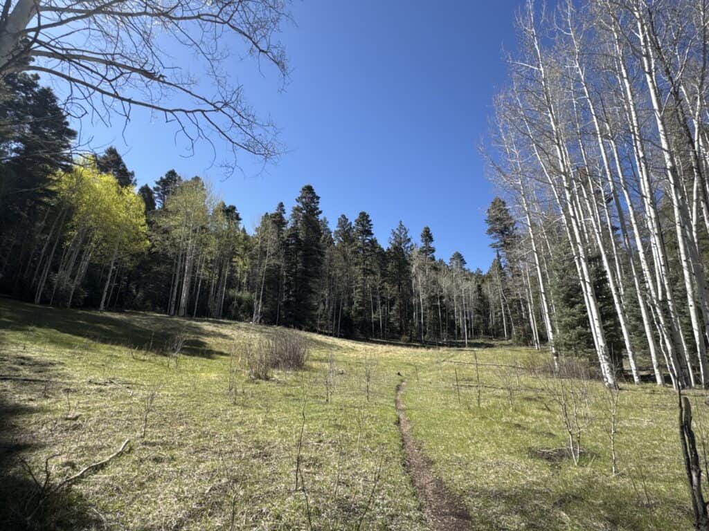 The Santa Fe to Taos Thru-Hike trail on May 8, 2026, showing a scenic forested landscape with a clea.
