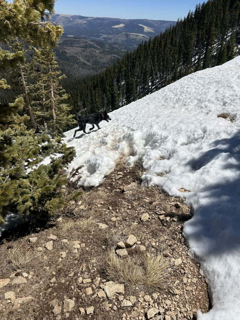 Snowy trail on the Santa Fe to Taos Thru-Hike with mountain views and a black dog.
