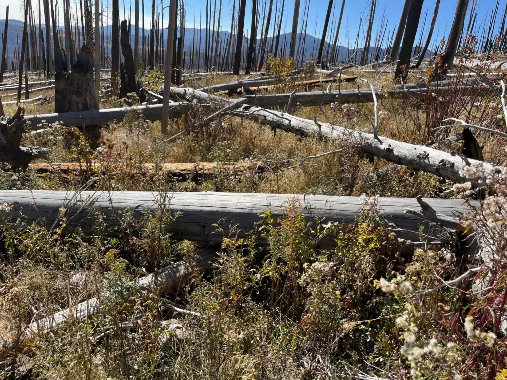 Scorched forest with fallen trees and sparse vegetation after wildfire.