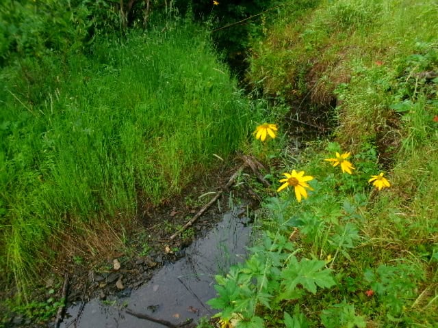 Stream with yellow wildflowers along the Santa Fe to Taos Thru-Hike trail.