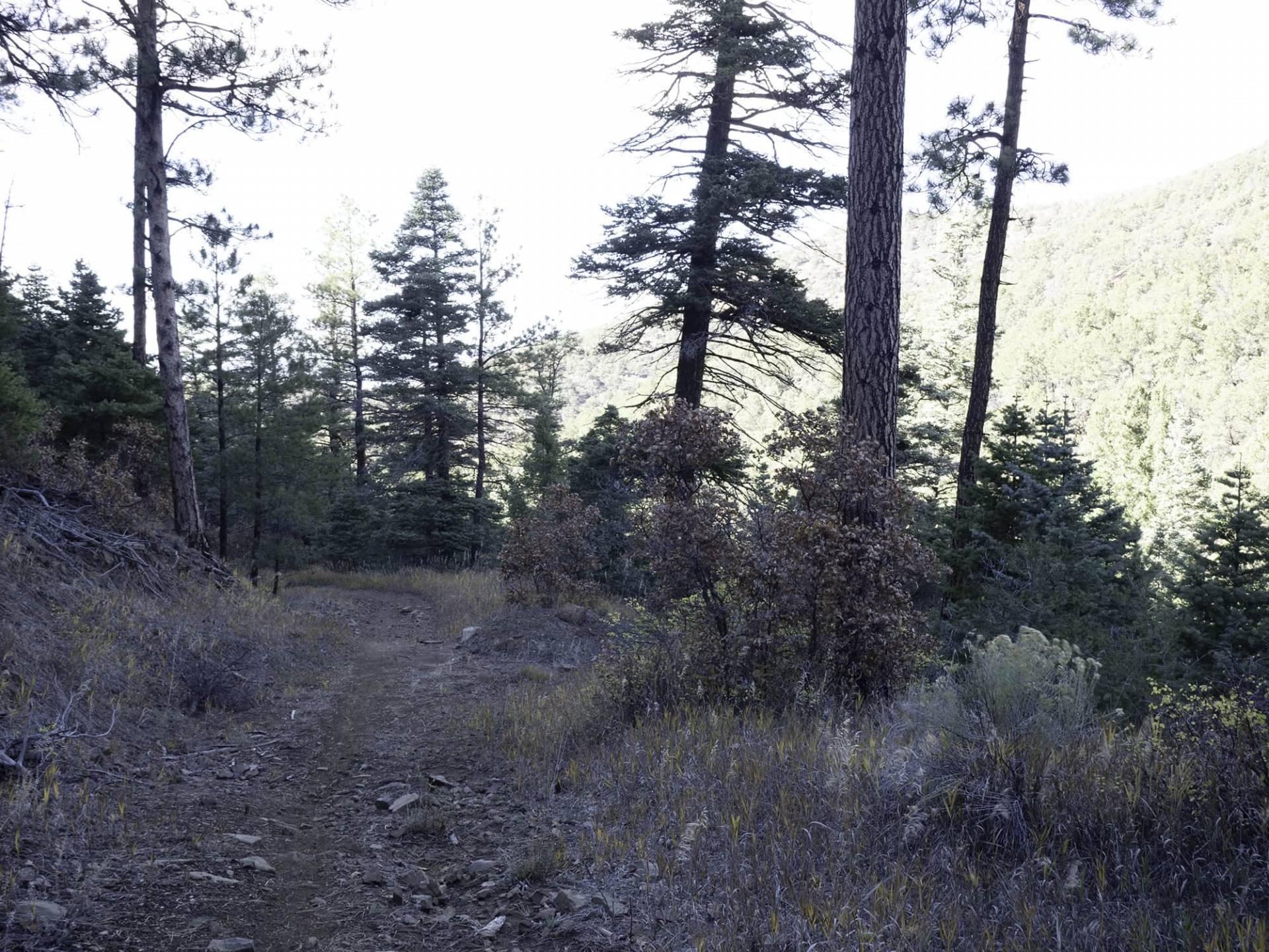 S6-5 view of Taos Mountains from unnamed trail