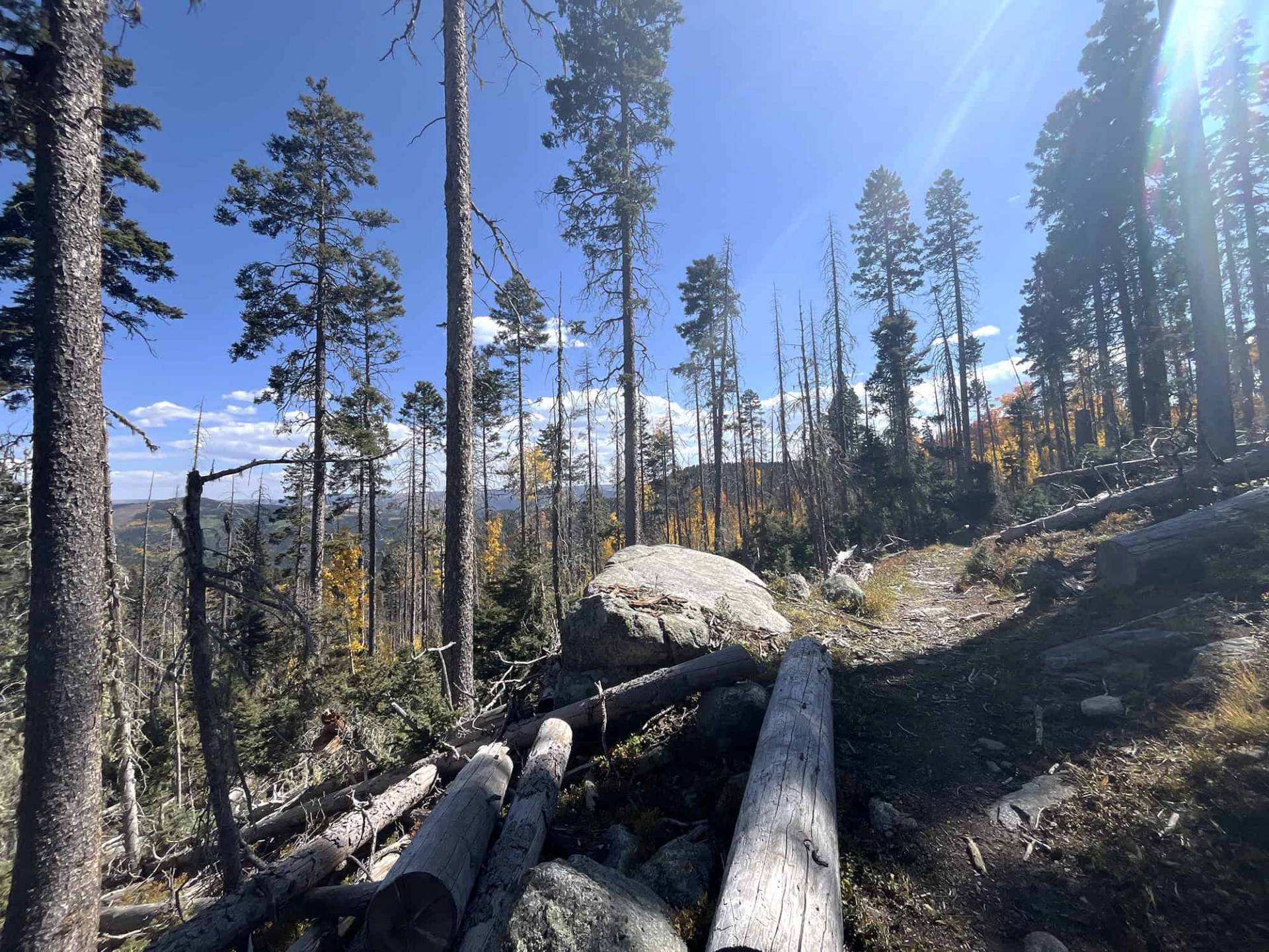 S2-5 New views along Skyline Trail