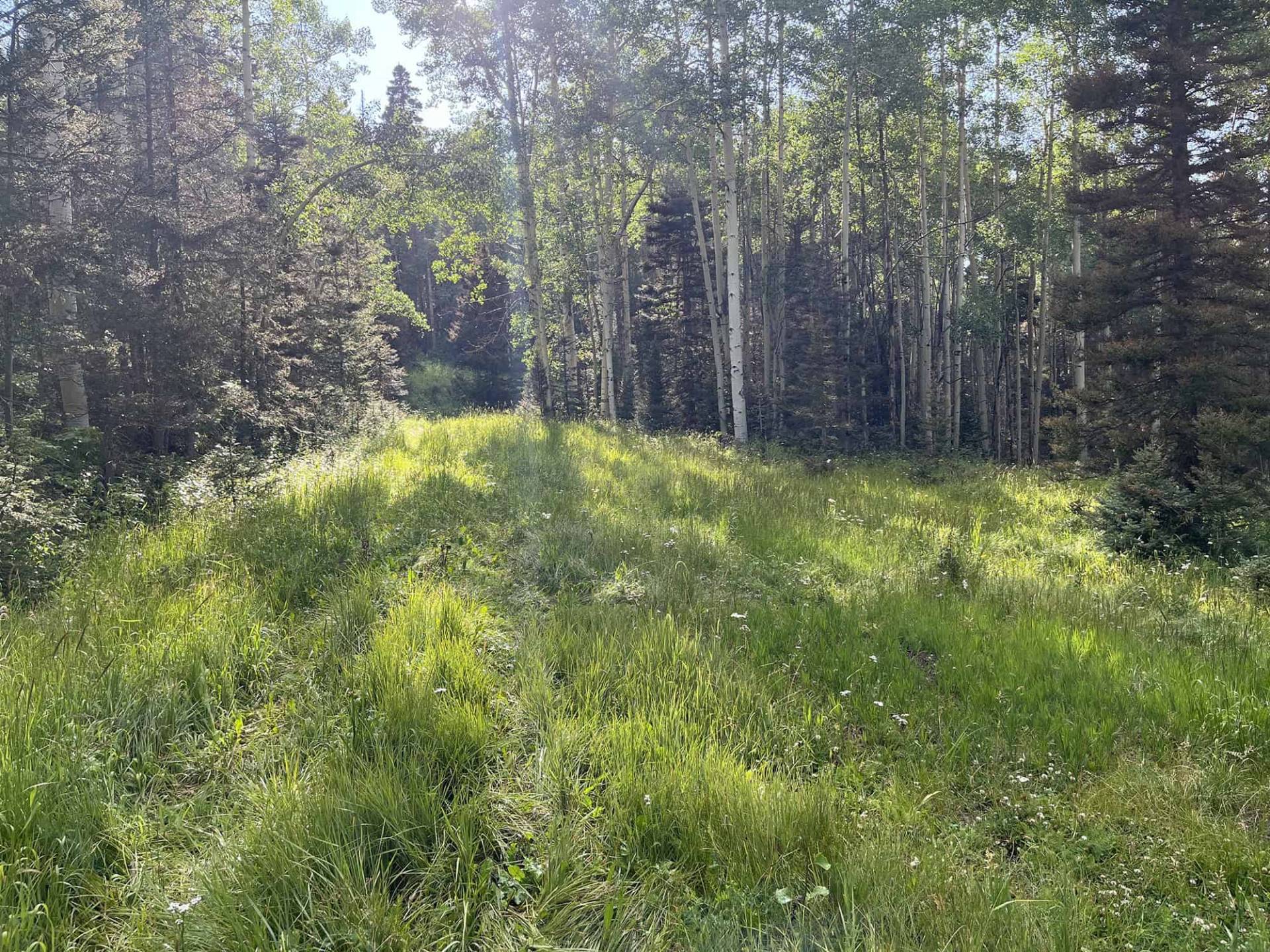 S5-4 Forest track along the connector