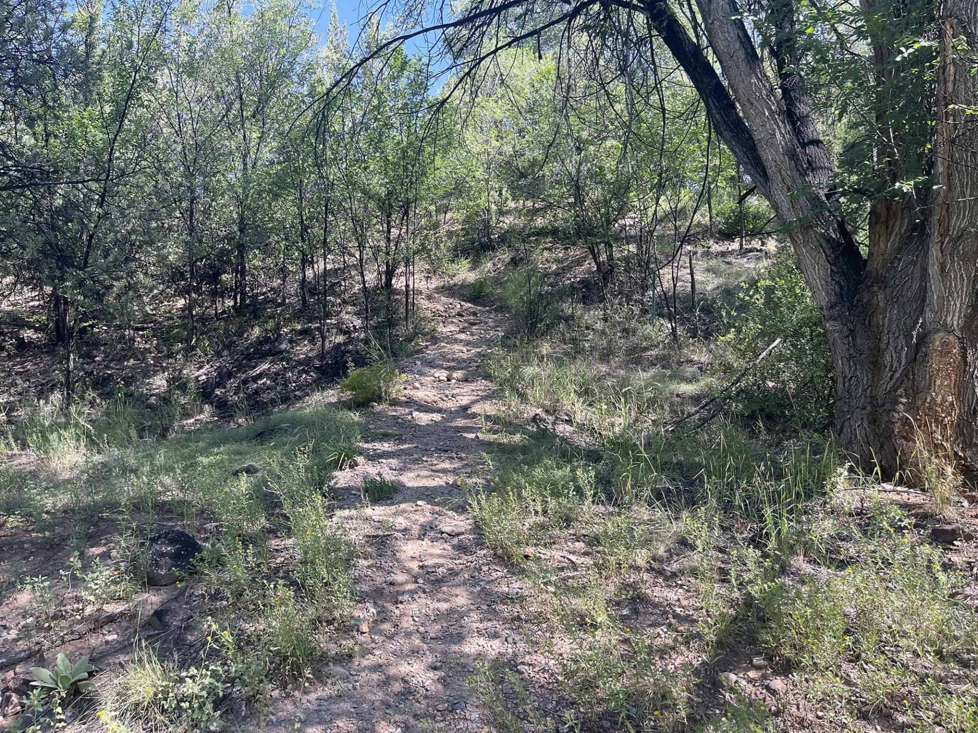 oaks in Juan Canyon, Section 1-5