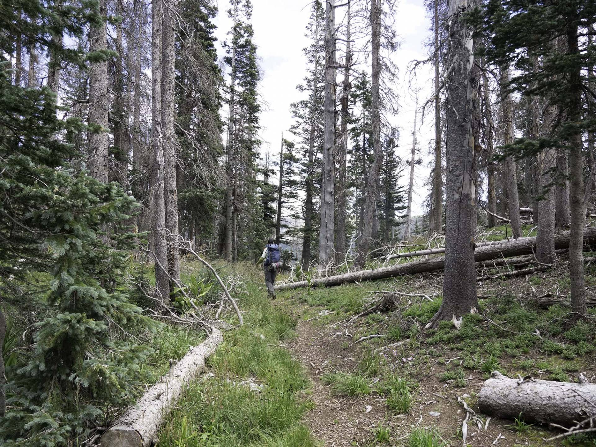 S3-5 Middle Fork Trail with Truchas Peaks in the distance