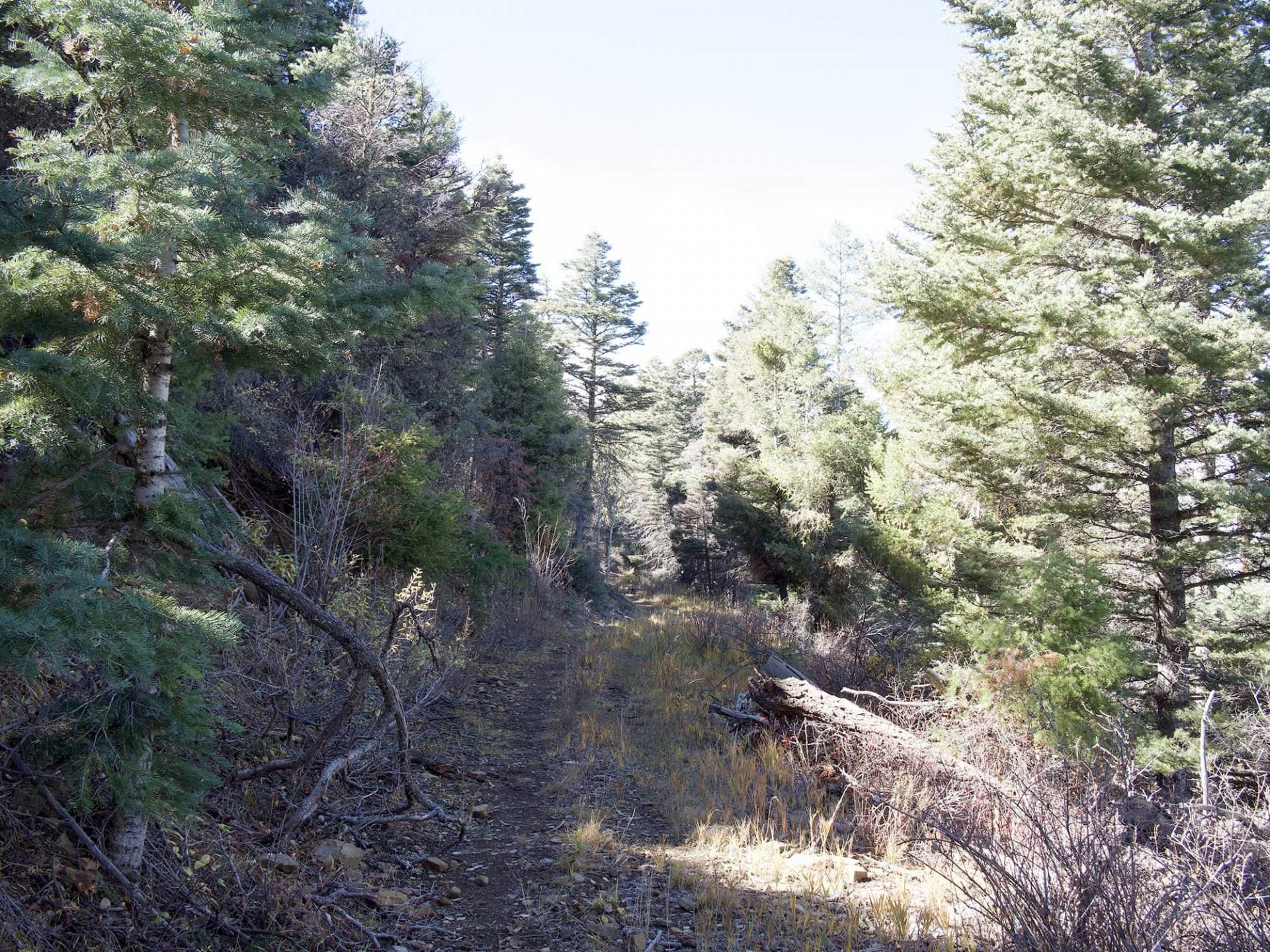 S6-5 view of Taos Mountains from unnamed trail