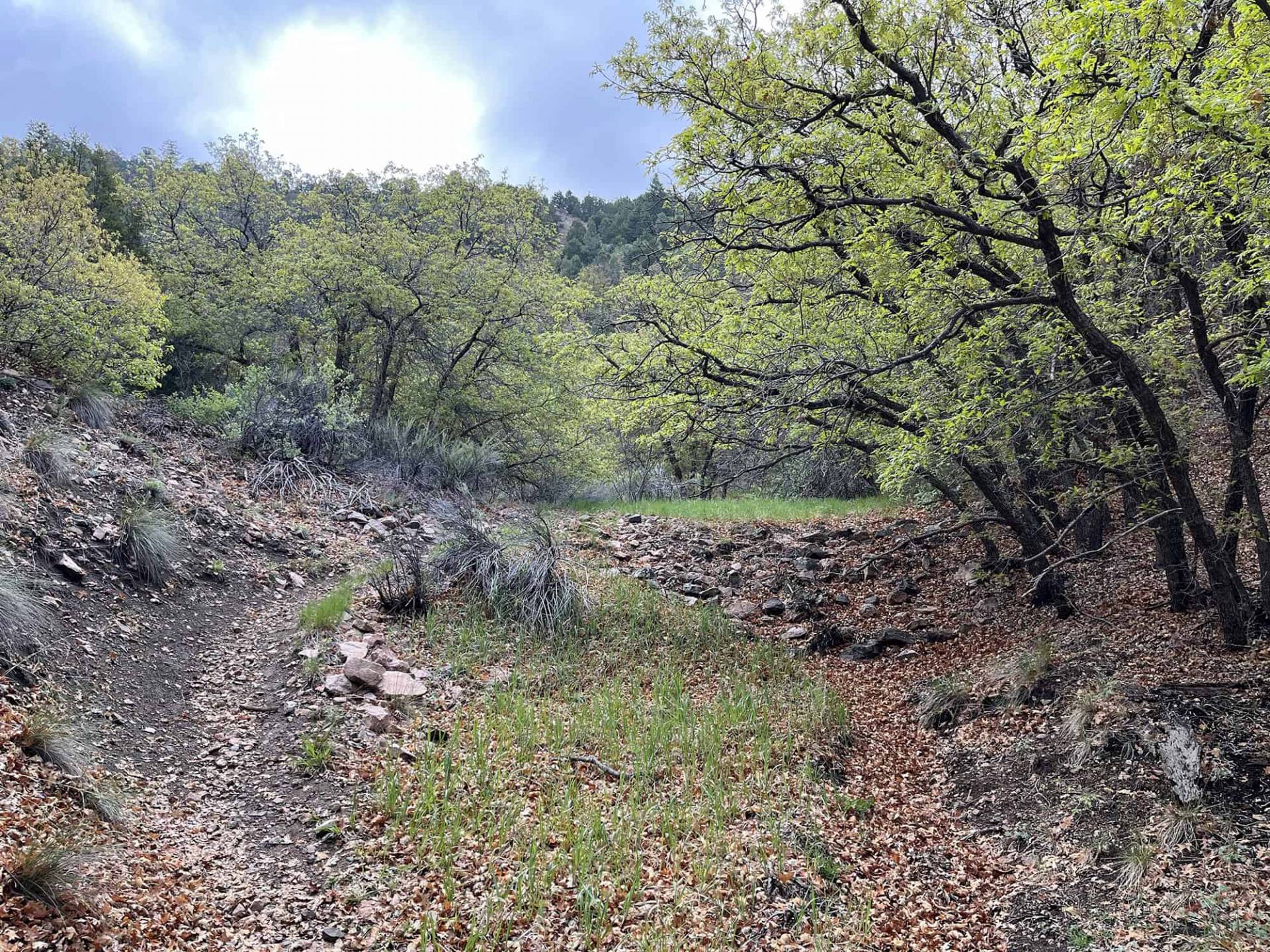 oaks in Juan Canyon, Section 1-5